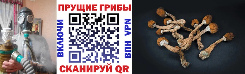 Купить где  Зеленоградск  Псилоцибиновые грибы мицелий 